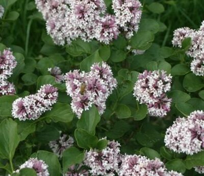 Baby Kim Dwarf Lilac