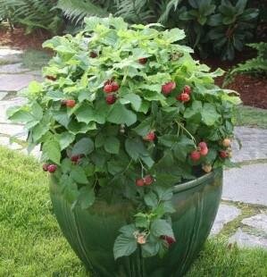 Raspberry Shortcake Dwarf Thornless Raspberry