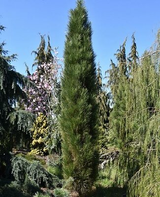 Green Tower Austrian Pine