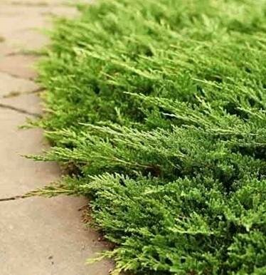 Prince Of Wales Juniper