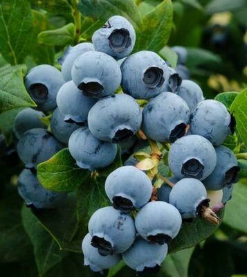 Duke Blueberry