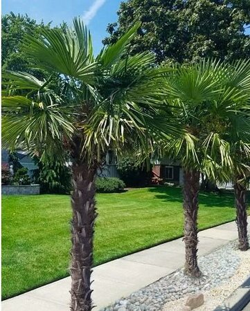 Windmill Palm - image 6