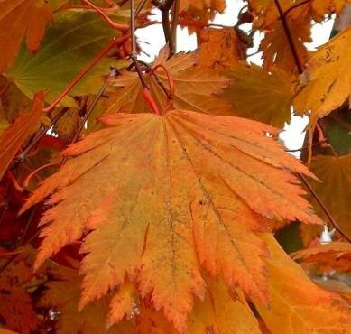 Emmetts Pumpkin Full Moon Maple