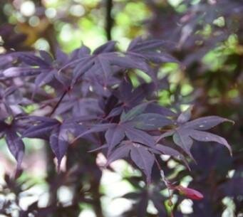 Moonfire Japanese Maple