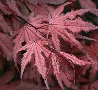 Purple Ghost Japanese Maple