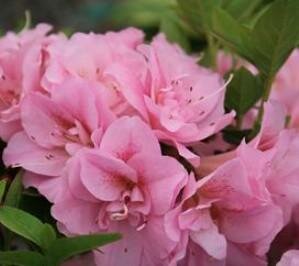 Ever After Blush Azalea - image 1