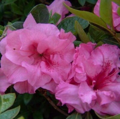 Ever After Pink Azalea