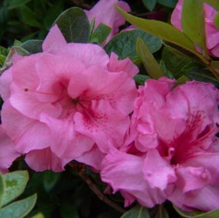 Ever After Pink Azalea