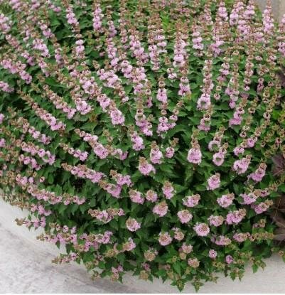 Beyond Pink'd Caryopteris