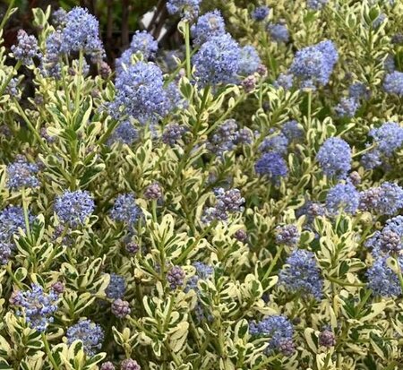 Cool Blue California Lilac