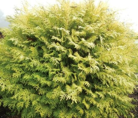Night Light Hinoki Cypress