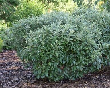 Mr. Smooth' Silverberry (Elaeagnus)