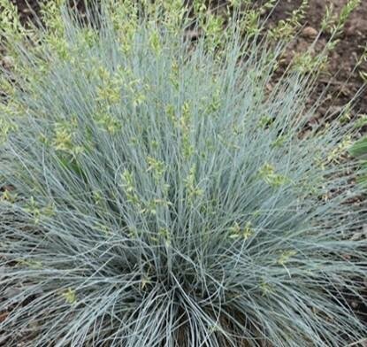 Glow Stick Blue Fescue