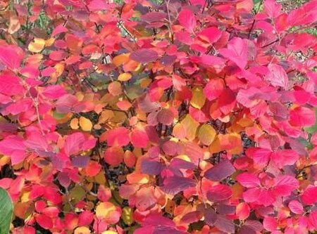 Legend of the Small Fothergilla