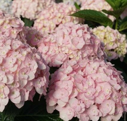 Wee Bit Innocent Hydrangea