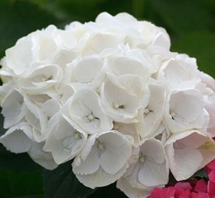 Everlasting Bride Hydrangea