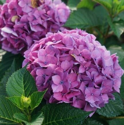 Let's Dance Loveable Hydrangea