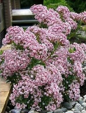 Minuet Dwarf Mountain Laurel
