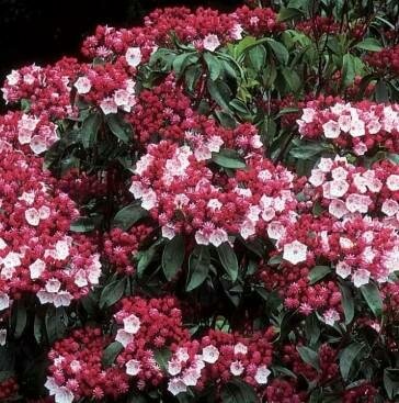 Olympic Fire Mountain Laurel