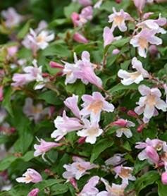 Jolene Jolene Beauty Bush