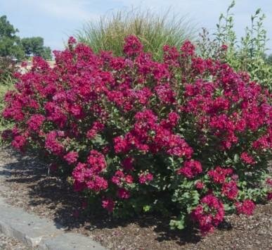 Princess Kylie Crape Myrtle
