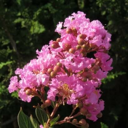 Princess Lyla Crape Myrtle