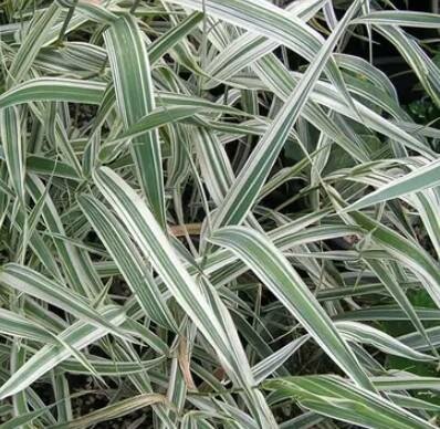 Picta Ribbon Grass