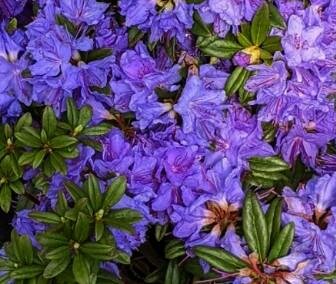Blue Baron Rhodo