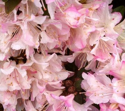 Ginny Gee Dwarf Rhododendron