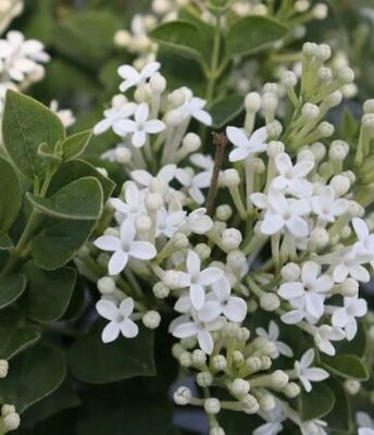 Bloomerang Showmound Lilac