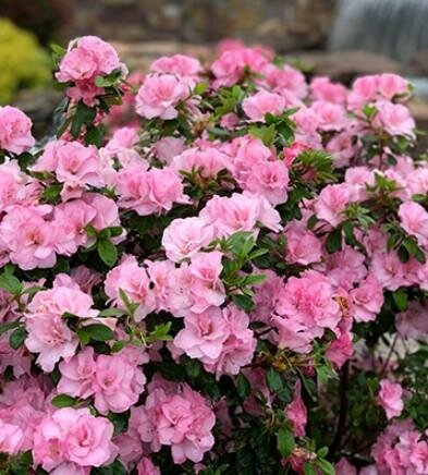 Ever After Blush Azalea - image 2