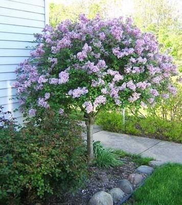 Palibin Lilac Tree