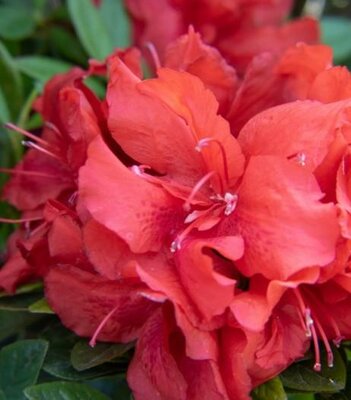 Ever After Ruby Azalea