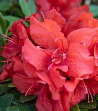 Ever After Ruby Azalea