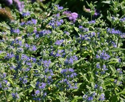 Beekeeper Bluebeard (Caryopteris)