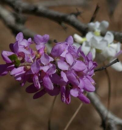 Genpei Chinese Redbud