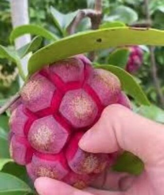 Kadsura Dragon Vine