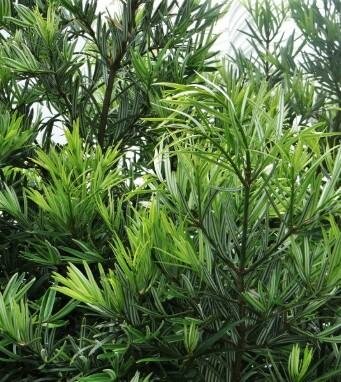 Catkin Tropical Yew