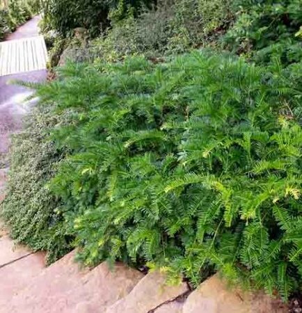 Chinese Plum Yew
