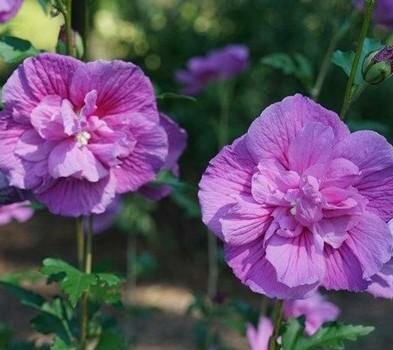 Dark Lavender Chiffon Hibiscus
