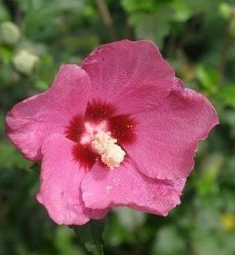 Lil' Kim Red Dwarf Hardy Hibiscus