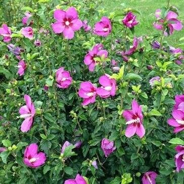 Lil' Kim Violet Dwarf Hardy Hibiscus