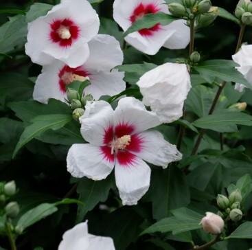 Red Heart Hibiscus (Rose Of Sharon Tree)