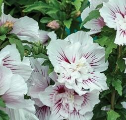 Starblast Chiffon Hibiscus