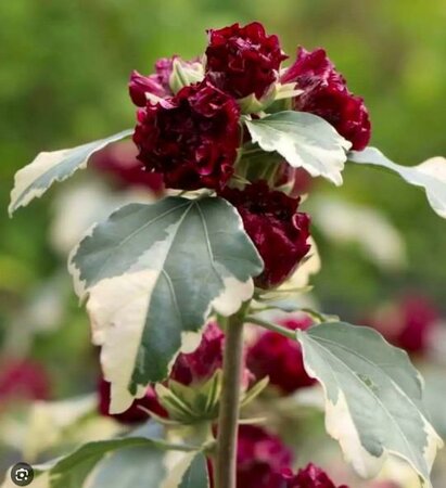 Variegated Purple Rose of Sharon Hibiscus