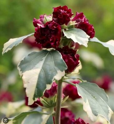 Variegated Purple Rose of Sharon Hibiscus