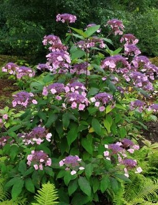Aspera Hydrangea