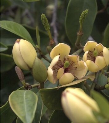 Banana Shrub (Michelia)