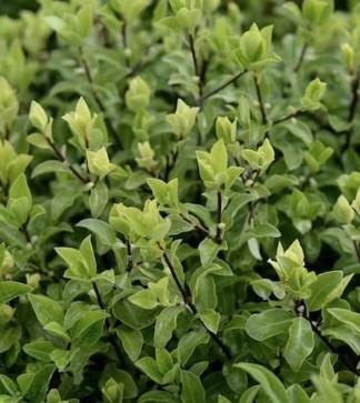 Variegated Japanese Cheesewood (Pittosporum)