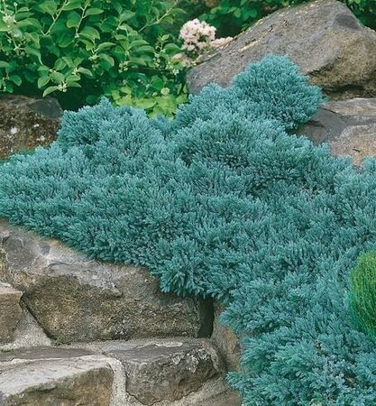 Blue Star Juniper - image 2